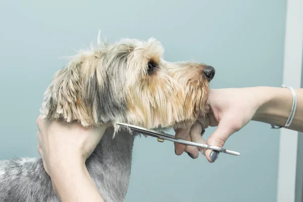 Femme Coupe Chien Maltais Avec Une Tondeuse Électrique Dans Salon — Photo