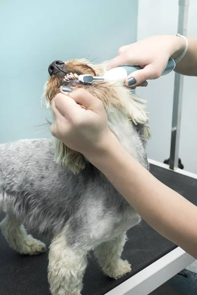 Mujer Corta Perro Maltés Con Cortador Eléctrico Salón Belleza Animal — Foto de Stock