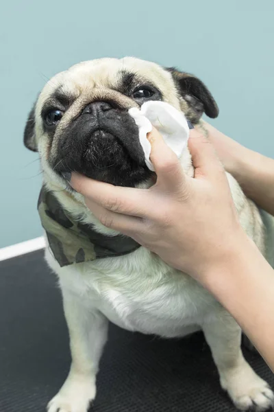 Kadın bir elektrik kesme makinesi ile Malta bir köpek hayvan bir güzellik salonunda keser..