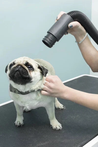 Kadın Bir Elektrik Kesme Makinesi Ile Malta Bir Köpek Hayvan — Stok fotoğraf