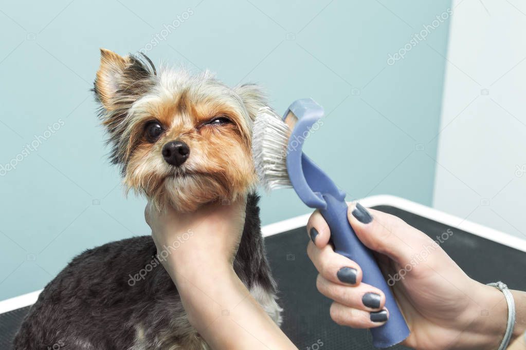 Woman cuts a Maltese dog with an electric clipper in an animal beauty salon.