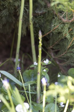 Korun ve iğne yapraklılar şirket büyüyen yabani kuşkonmaz.