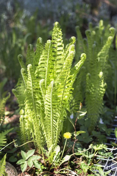 阳光照射在花园背景上的年轻的绿色蕨类植物 — 图库照片