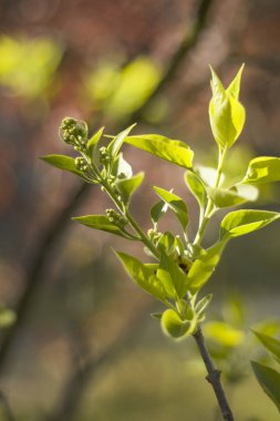 Lila yaprakları genç sürgünler. Çiçek tomurcukları oluşumu.
