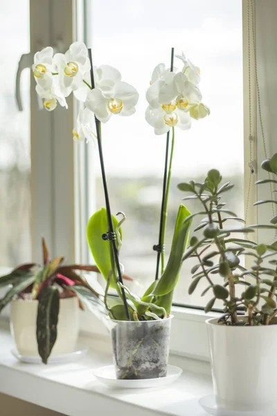 An orchid with many beautiful white flowers stands on the windowsill. An orchid with many beautiful white flowers stands on the windowsill adjacent to other potted flowers.