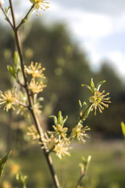 Tek çiçekli Sarı kızılcık çiçeklenme çiçekler. Çiçek açan kızılcık Çiçek Bahçe arka planına uygun.