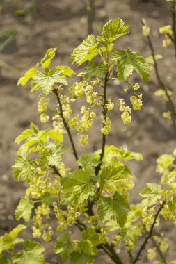Güzel Sarı çiçekli Frenk üzümü önümüzdeki geliştirdi. Frenküzümü fidanları yoğun çiçek Sarı çiçekli.