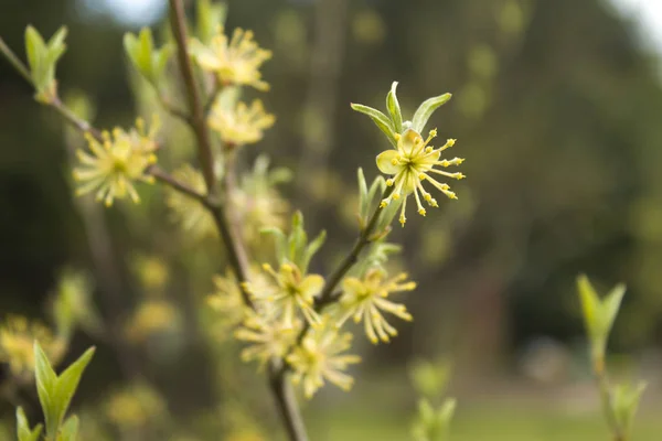 八重咲き黄色のヤマボウシの花が開花 庭の背景に適切なヤマボウシの花が咲く — ストック写真