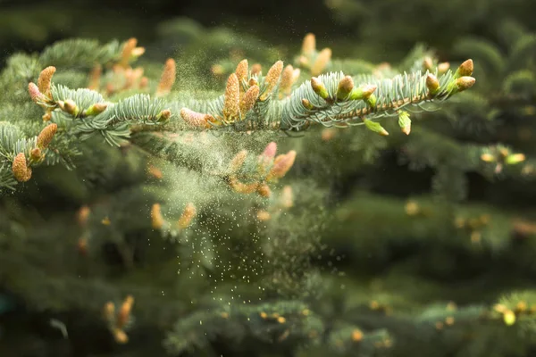 花の花粉は 針葉樹から芽を循環しています 針葉樹の木の枝から育つ若い芽 — ストック写真