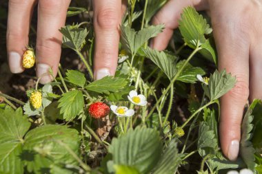 Eller kırmızı olgunlaşmış yabani çilek meyve göster. Aynı ormanın yanında yeşil meyveler ve Yaban çilekleri büyümek.