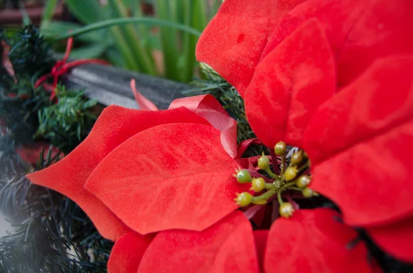 Tradicional Grinalda Natal Planta Azevinho Decoração Natal — Fotografia de Stock