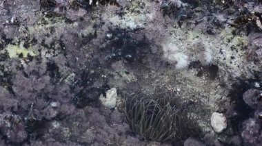 Snakelock anemone Anemonia virdus tentacles Mellieha Malta doğal ortamda