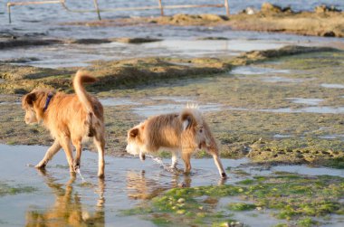 Güzel köpek tuz içinde onun paws düşük tide sunset Bulvarında yıkama