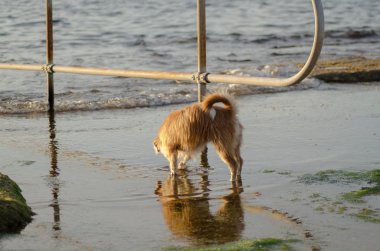 Güzel köpek tuz içinde onun paws düşük tide sunset Bulvarında yıkama