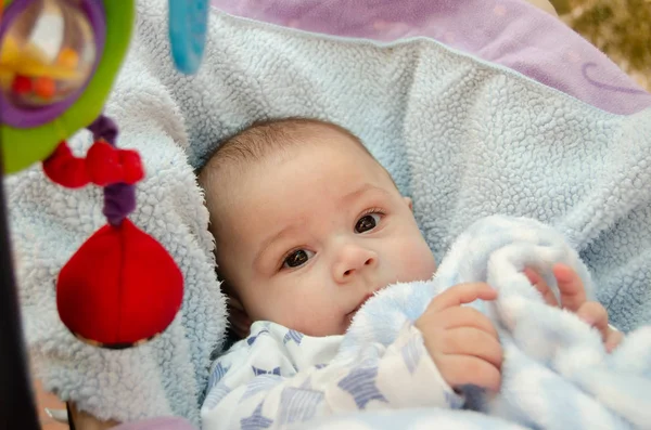 yonca yapraklar zaman bitki blosom, st patricks günü - şanslı gün kavramı