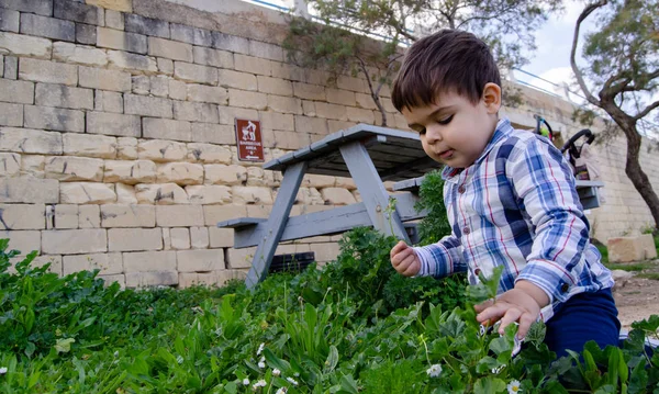 Lindo Niño Dos Años Recogiendo Flores Infancia Feliz Concepto Ecología — Foto de Stock