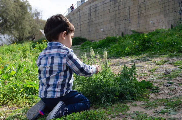 Lindo Niño Dos Años Recogiendo Flores Infancia Feliz Concepto Ecología —  Fotos de Stock