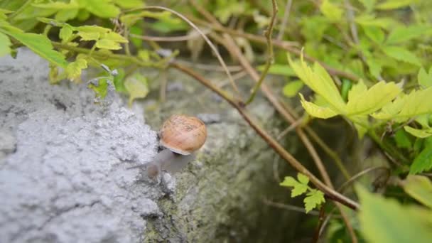 Snail moving slowly on the rock after rain, tree branches in the background — Stock Video