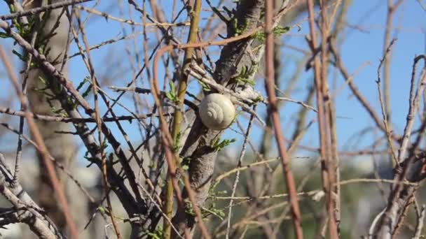 Caracol en la rama que se mueve en el viento, mar en el fondo día soleado — Vídeos de Stock