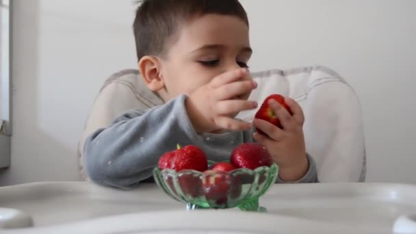 Lindo impaciente niño de dos años no puede esperar a comer fresas — Vídeo de stock