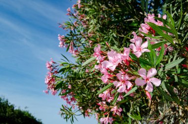 blosom içinde oliander, güzel pembe çiçekler ve mavi gökyüzü