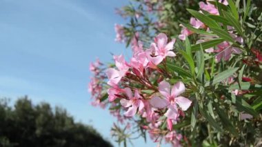 blosom içinde oliander, güzel pembe çiçekler ve mavi gökyüzü