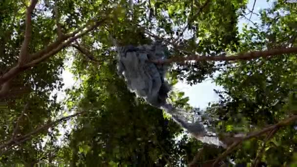 Ağaçlarda Çöp - kırık eski çanta ağaç dalları sıkışmış — Stok video