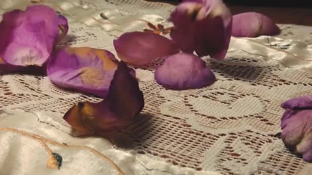 Lila rosenblad som faller i slow motion — Stockvideo