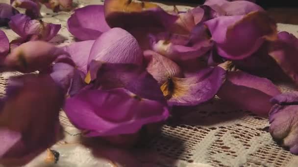Lila rosenblad som faller i slow motion — Stockvideo