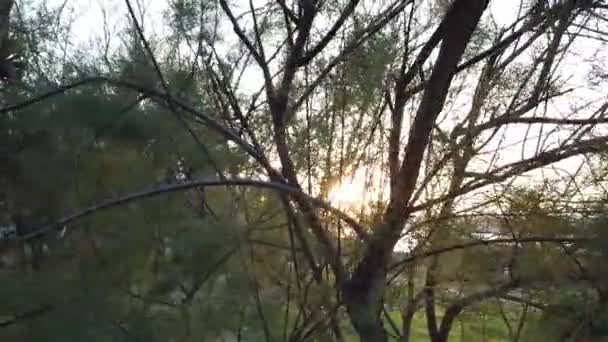 Солнечные лучи проходят сквозь ветви деревьев на морском побережье — стоковое видео