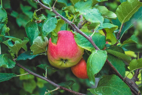 Ripe apples hanging on tree branch. Sweet fruit. Natural and healthy food. Organic  product.