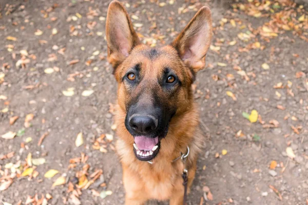 Dışarıda poz veren şirin Alman çoban köpeği. Sonbaharda gösteri köpeği, yerde yapraklar. Ev hayvanı.