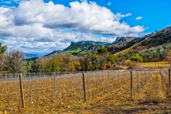 Provence France Mars 2018 Rangs Vignes Stade Précoce Croissance Pied — Photo