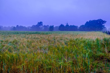 Orne çavdar sahada yaz, sisli bir gece mavi bir saatte Normandy Fransa yakın çekim
