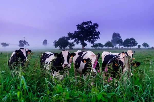 Normand Cows Foggy Field Orne Countryside Dusk Summer Normandy France — Stock Photo, Image