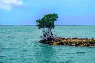 Karayip Denizi, Grand Cayman, Cayman Adaları tarafından sahilde tek ağaç