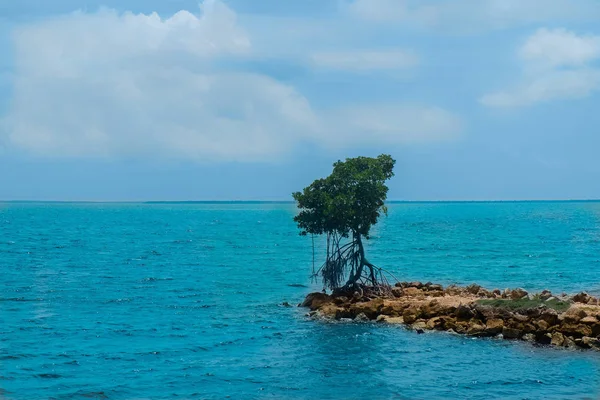 Árvore Única Costa Pelo Mar Das Caraíbas Grande Caimão Ilhas — Fotografia de Stock