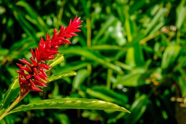 Yakın bir Caribbean Blue Mountains Jamaika üzerinde tam Bloom çiçek