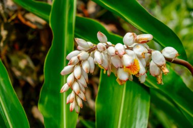 Yakın bir Caribbean Blue Mountains Jamaika üzerinde tam Bloom çiçek