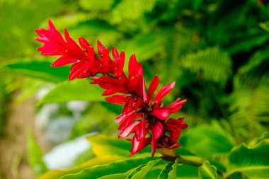 Close up on a Caribbean flower in full bloom on the Blue Mountains, Jamaica clipart