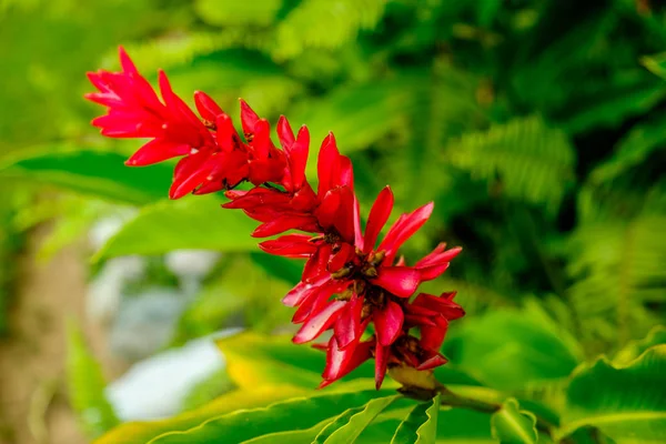 Yakın bir Caribbean Blue Mountains Jamaika üzerinde tam Bloom çiçek