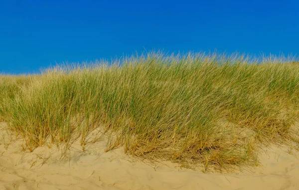 Fechar Camber Sands Beach Dune East Sussex Reino Unido — Fotografia de Stock