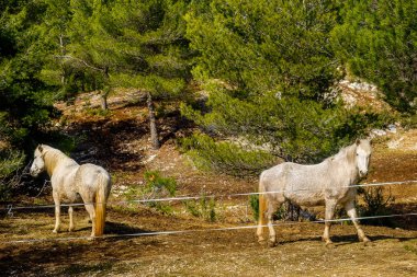 Regagnas Dağı, Provence, Fransa 'da beyaz at