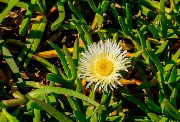 Primo Piano Singolo Hottentot Fig Piena Fioritura Provenza Francia — Foto Stock