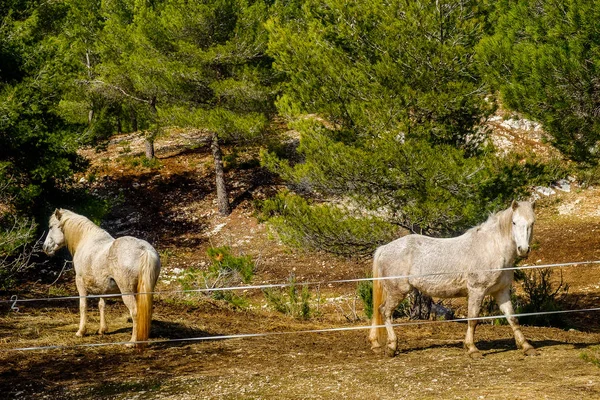 White Horse Regagnas Mountain Provence France — Stock Photo, Image