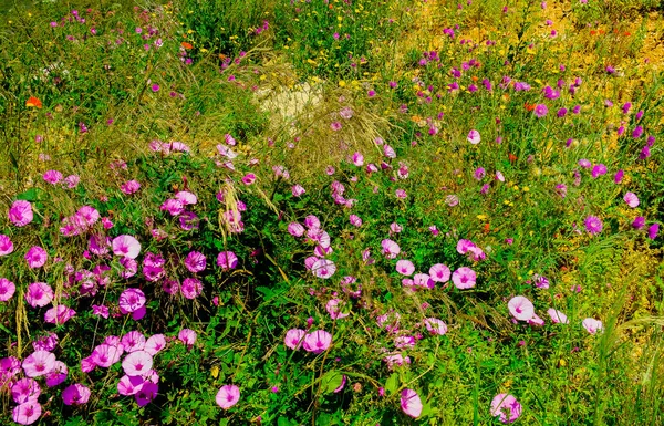 Közelről Változatos Skáláját Virágok Egy Mediterrán Réten Tavasszal Calanque Nemzeti — Stock Fotó