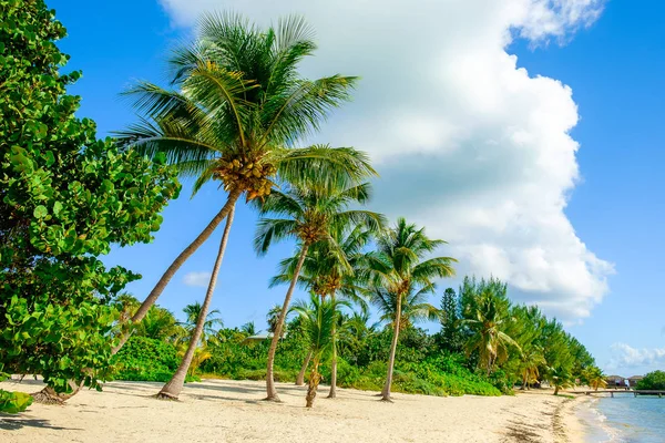 Little Cayman Cayman Islands Beach South Hole Sound — Stock Photo, Image