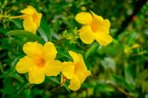 Közelről Egy Sárga Karibi Virág Teljes Virágzás Kék Hegyek Jamaica — Stock Fotó