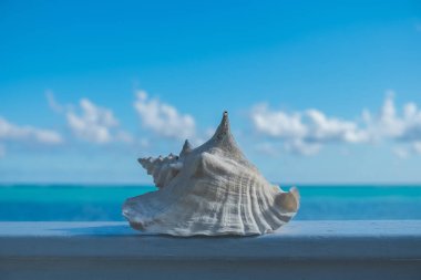 Conch shell whitened by the sun on a wooden ramp in front of the Caribbean Sea in Little Cayman clipart