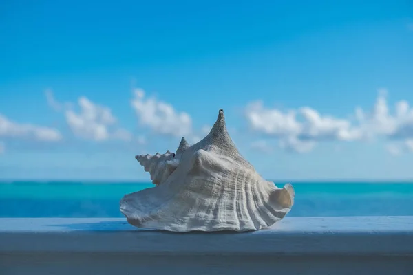 Conch Kabuk Küçük Cayman Karayip Denizi Önünde Ahşap Bir Rampa — Stok fotoğraf